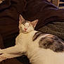 Kytana a rejoint le concours — aidez-le/la à gagner de superbes lots ! aegean_cat, asian, carnivore, cat, european_shorthair, felidae, fur, kitten, mammal, small_to_medium_sized_cats, tail, turkish_van, whiskers