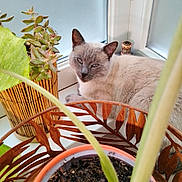 Neptune participe au concours pour gagner de l'argent avec cette photo : cat, siamese_cat, pet, animal, feline, blue_eyes, window, indoors, houseplants, potted_plant, succulent, leaves, sunlight, cozy, chair, woven_furniture, portrait, seated, home, nature