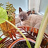 cat, siamese_cat, pet, animal, feline, blue_eyes, window, indoors, houseplants, potted_plant, succulent, leaves, sunlight, cozy, chair, woven_furniture, portrait, seated, home, nature