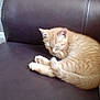 kitten, cat, sleeping, orange_tabby, couch, leather, indoor, pet, fur, cute, resting, cozy, animal, feline, striped, domestic_cat, home, relaxing, small_animal, nap