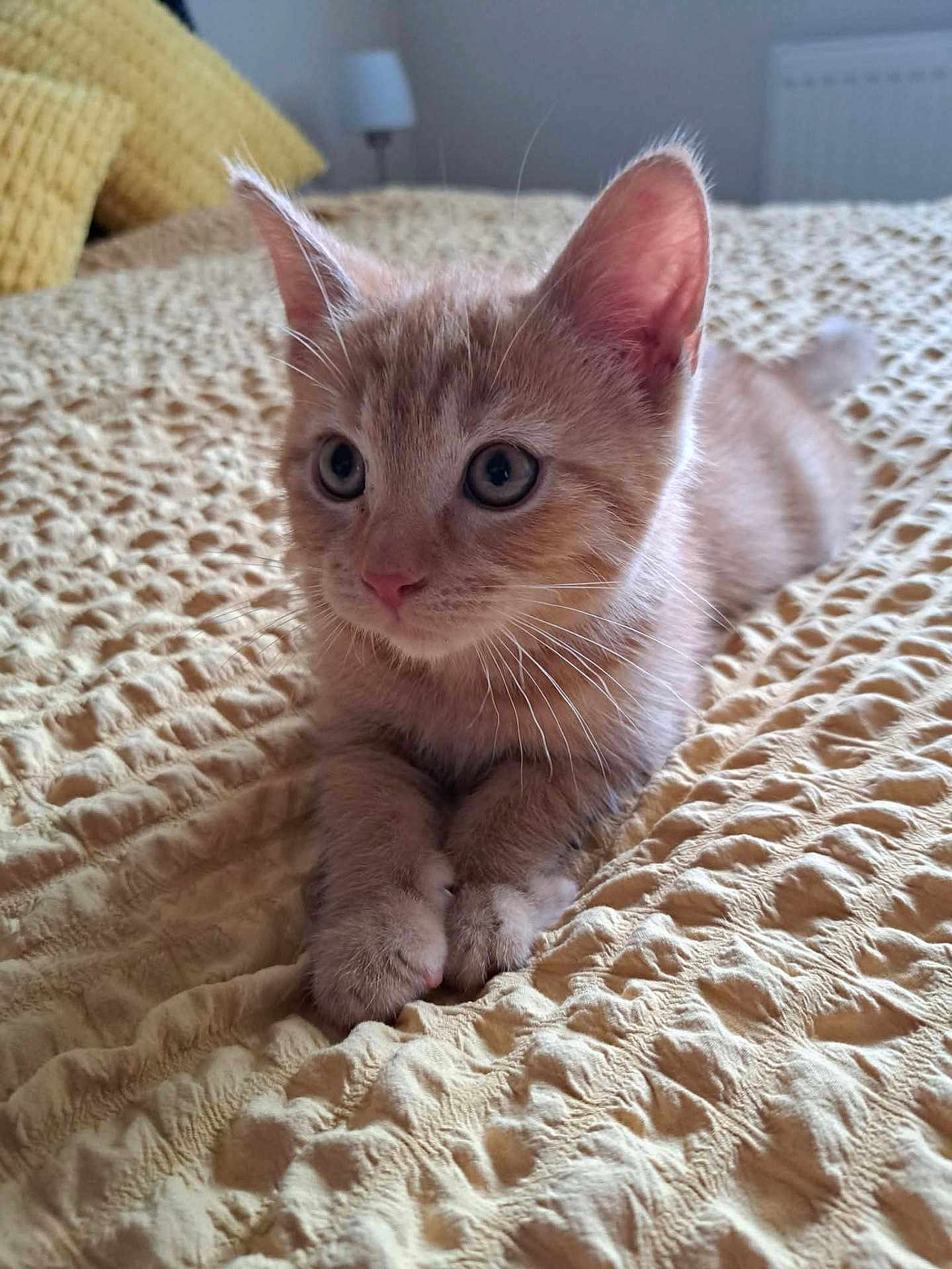 Walter