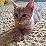 Walter joined the competition — help win amazing prizes! kitten, cat, orange_tabby, pet, indoor, bed, yellow_bedspread, feline, cute, young_cat, curious, whiskers, ears, paws, resting, cozy, home, soft_texture, animal, closeup