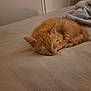 Walter joined the competition — help win amazing prizes! kitten, cat, sleeping, bed, blanket, orange, fur, cozy, animal, pet, cute, indoor, rest, peaceful, small, feline, nap, soft, domestic, young