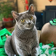 Conway Kitty is registered to the contest to win money with this photo: cat, grey_cat, yellow_eyes, feathers, green_feathers, white_feathers, indoor, furniture, plant, decor, curious, pet, animal, cozy, soft_light, closeup, sitting, domestic_cat, living_room, feline