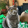 cat, grey_cat, yellow_eyes, feathers, green_feathers, white_feathers, indoor, furniture, plant, decor, curious, pet, animal, cozy, soft_light, closeup, sitting, domestic_cat, living_room, feline