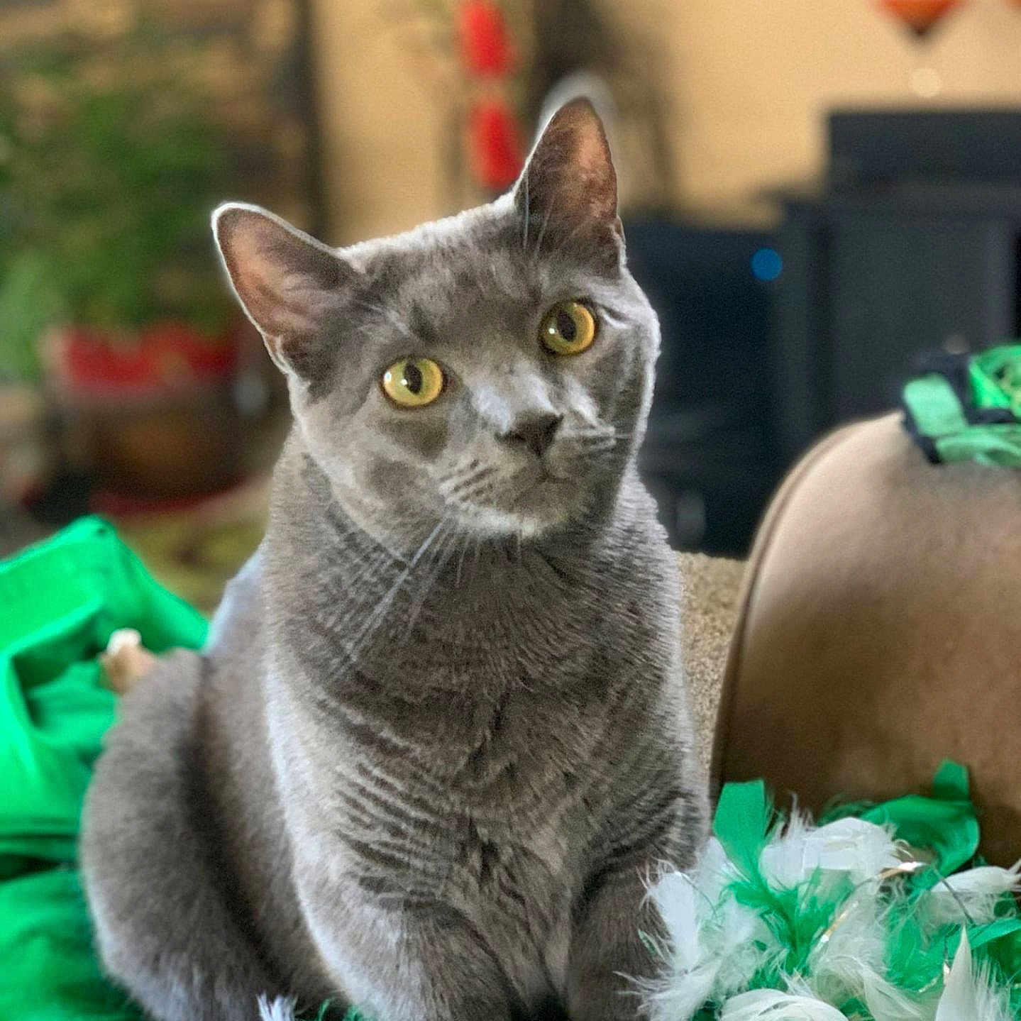 Conway Kitty