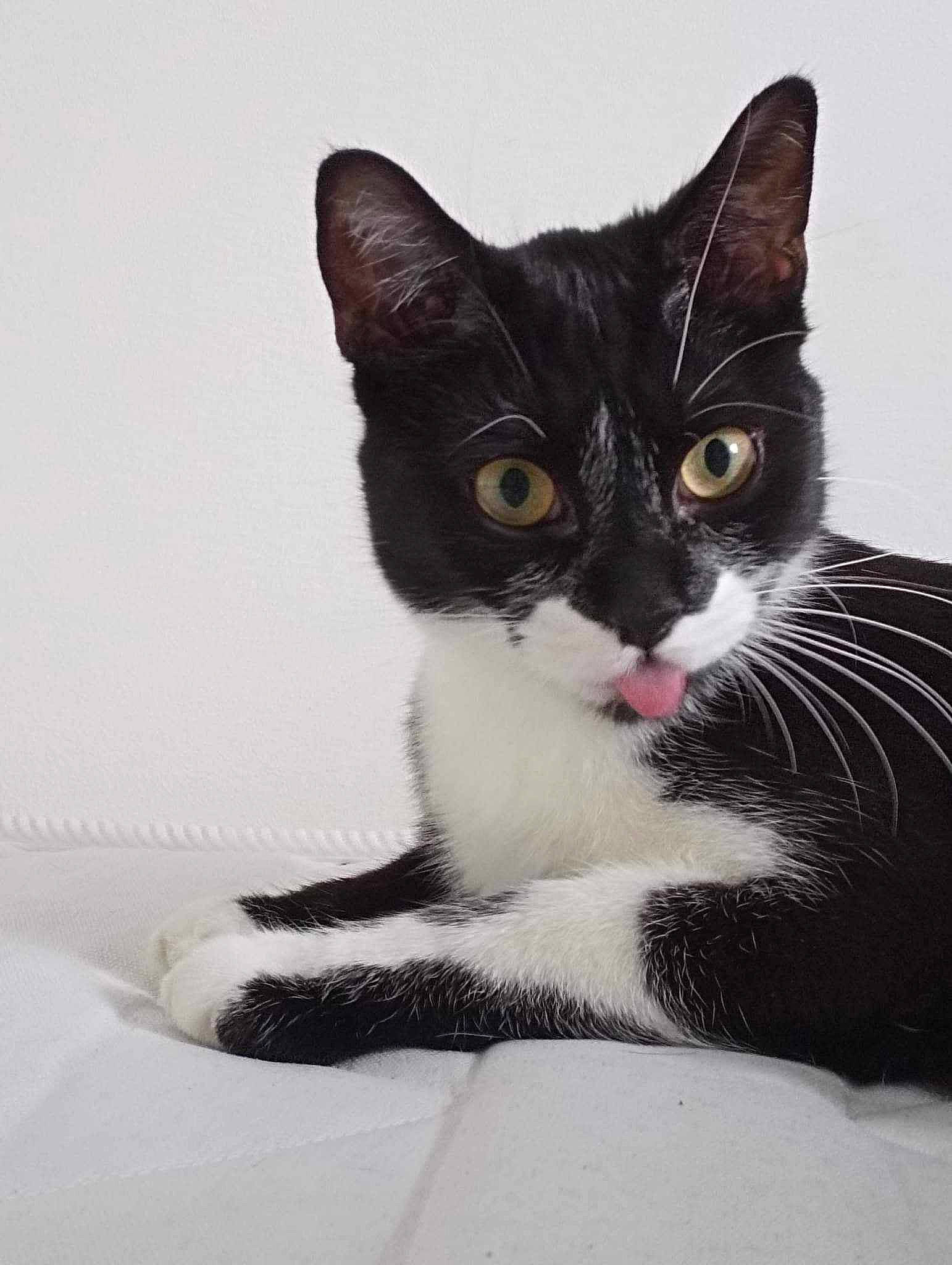 Ezio participe au concours pour gagner de l'argent avec cette photo : carnivore, cat, claw, comfort, domestic_short_haired_cat, felidae, fur, grey, head, monochrome_photography, paw, sitting, small_to_medium_sized_cats, snout, tail, terrestrial_animal, whiskers