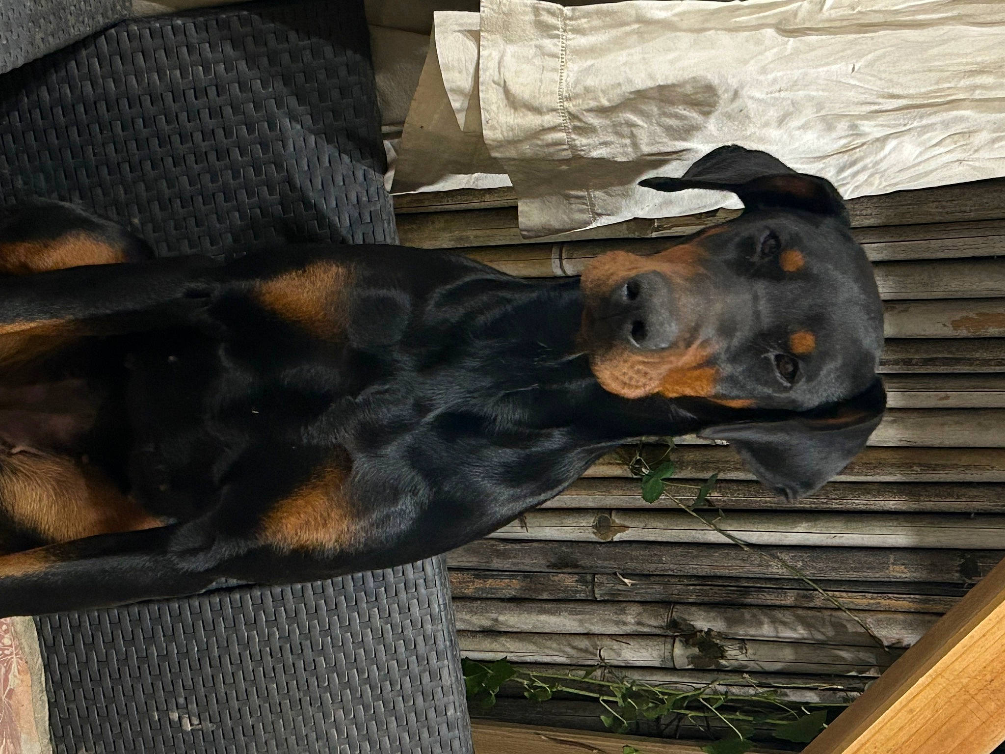 Tokyo participe au concours pour gagner de l'argent avec cette photo : canidae, carnivore, collar, dog, dog_breed, fur, guard_dog, liver, montenegrin_mountain_hound, pinscher, snout, sporting_group, terrestrial_animal, wood, working_animal, working_dog