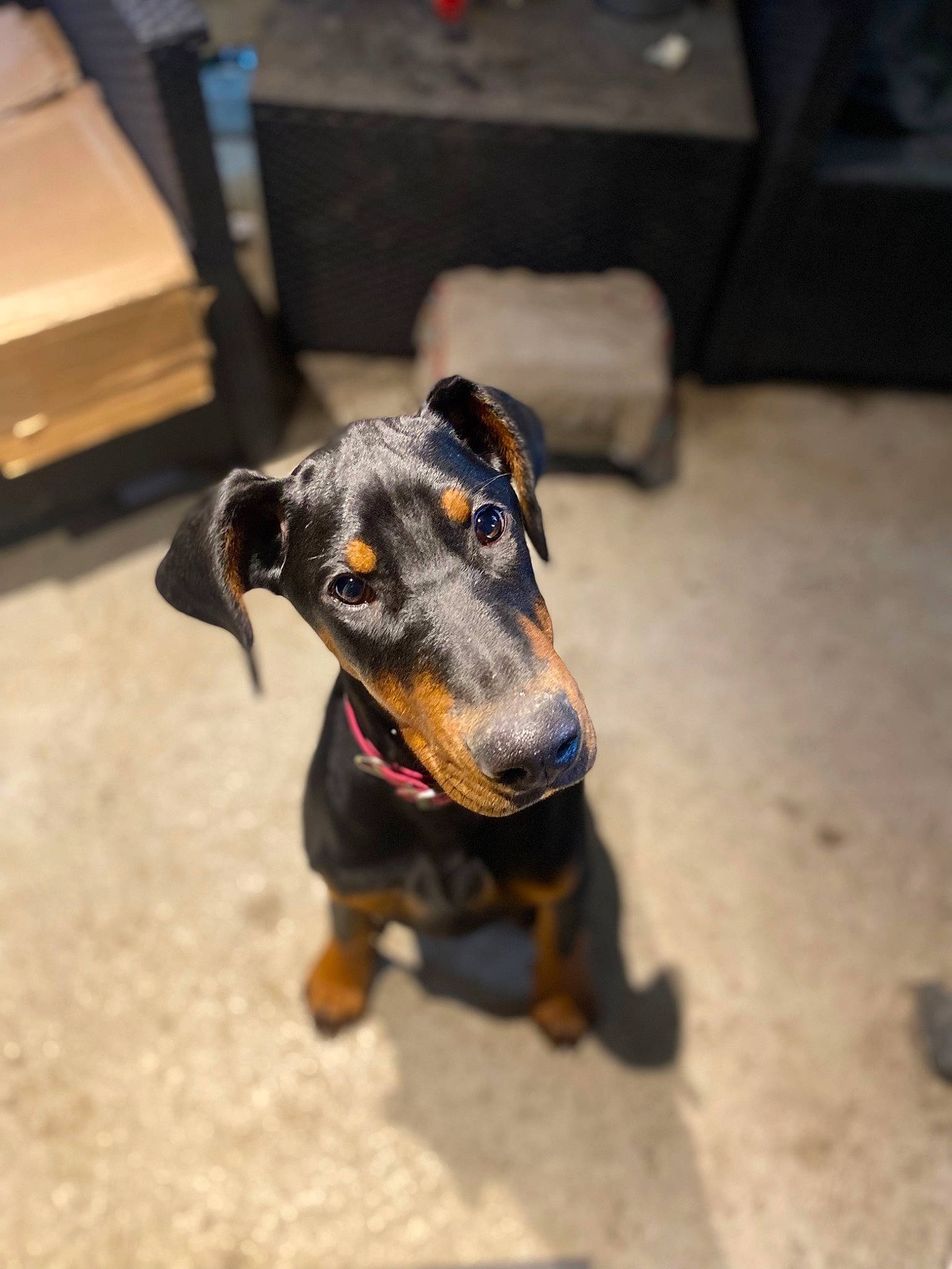 Tokyo participe au concours pour gagner de l'argent avec cette photo : canidae, carnivore, companion_dog, dog, dog_breed, flooring, guard_dog, pinscher, snout, sporting_group, working_animal, working_dog