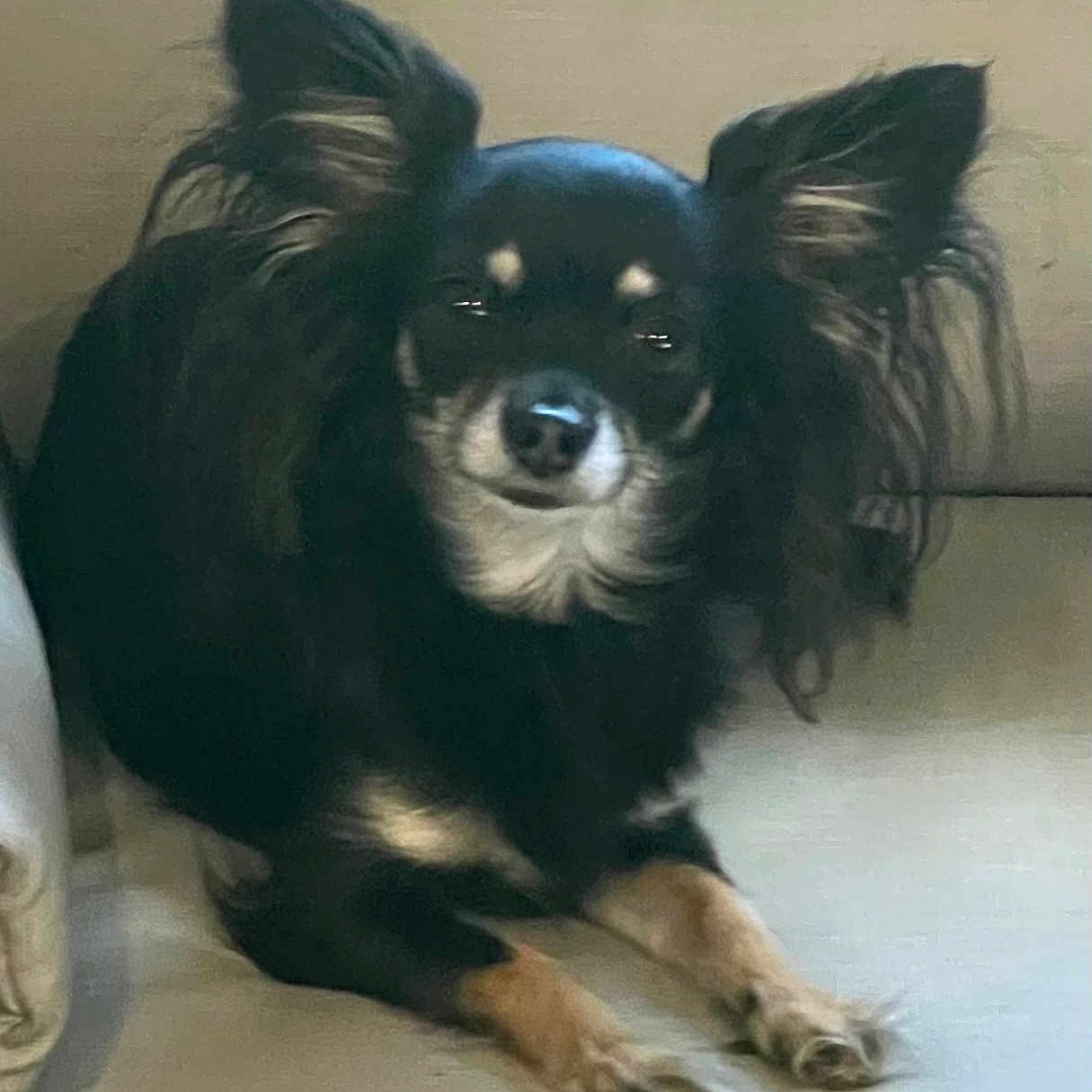Daisy is registered to the contest to win money with this photo: animal, black_dog, canine, companion, couch, cozy, cute, dog, domestic_animal, fluffy_ears, fur, household, indoor, long_ears, pet, relaxed, resting, sitting, small_dog, tan_paws