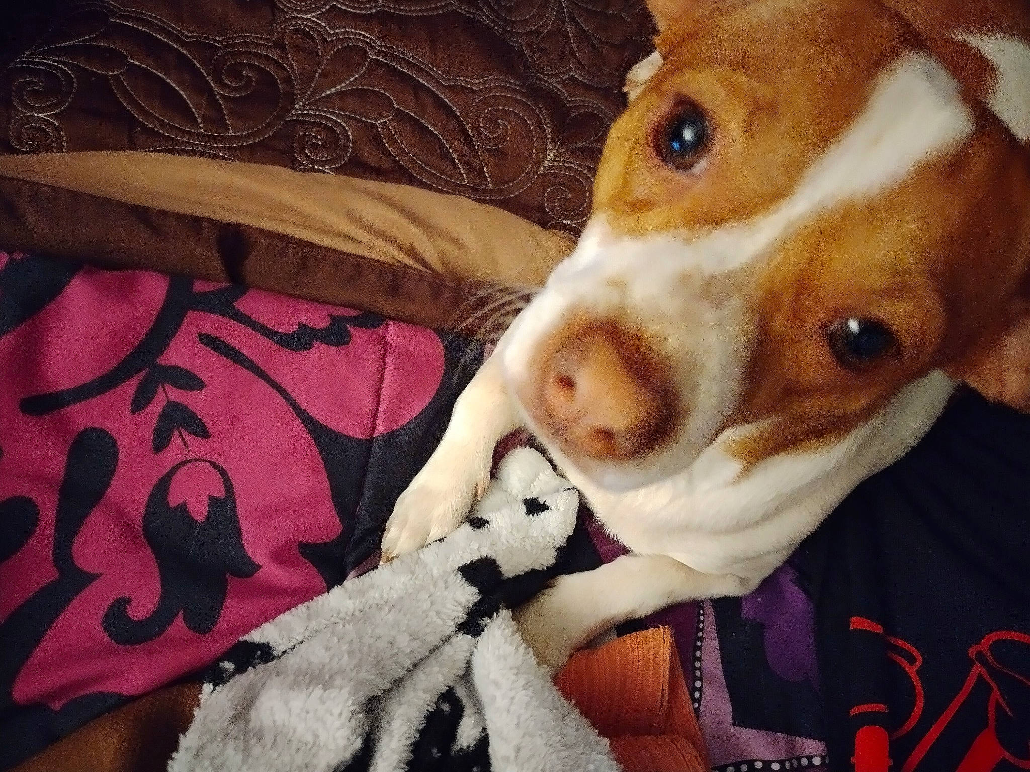 Marshmallow is registered to the contest to win money with this photo: canidae, carmine, carnivore, collar, comfort, companion_dog, dog, dog_breed, fawn, fur, linens, pattern, snout, sporting_group, whiskers, working_animal