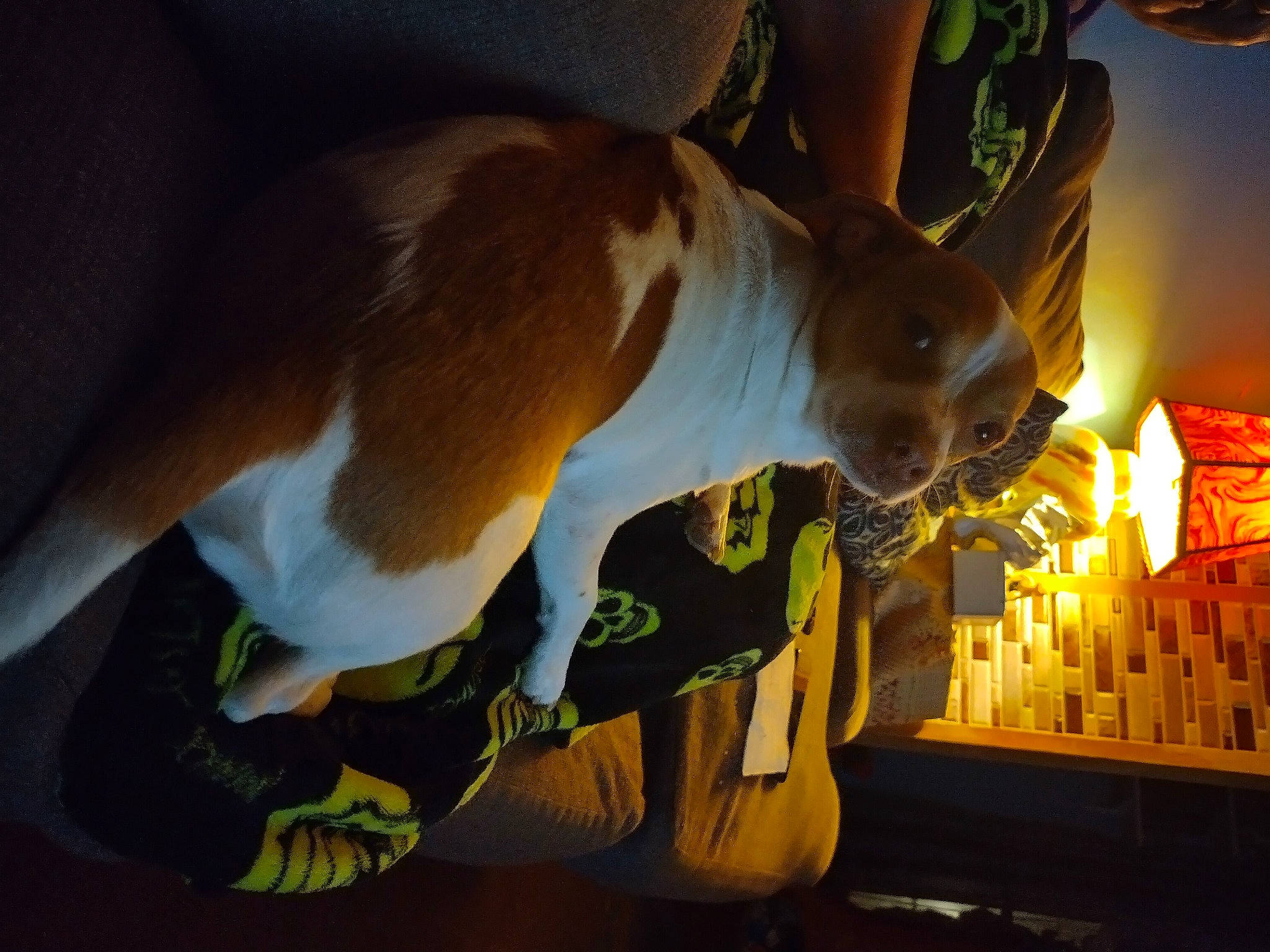 Marshmallow joined the competition — help win amazing prizes! animation, companion_dog, event, fawn, felidae, fictional_character, fun, fur, happy, rabbit, rabbits_and_hares, room, tail, whiskers, wildlife