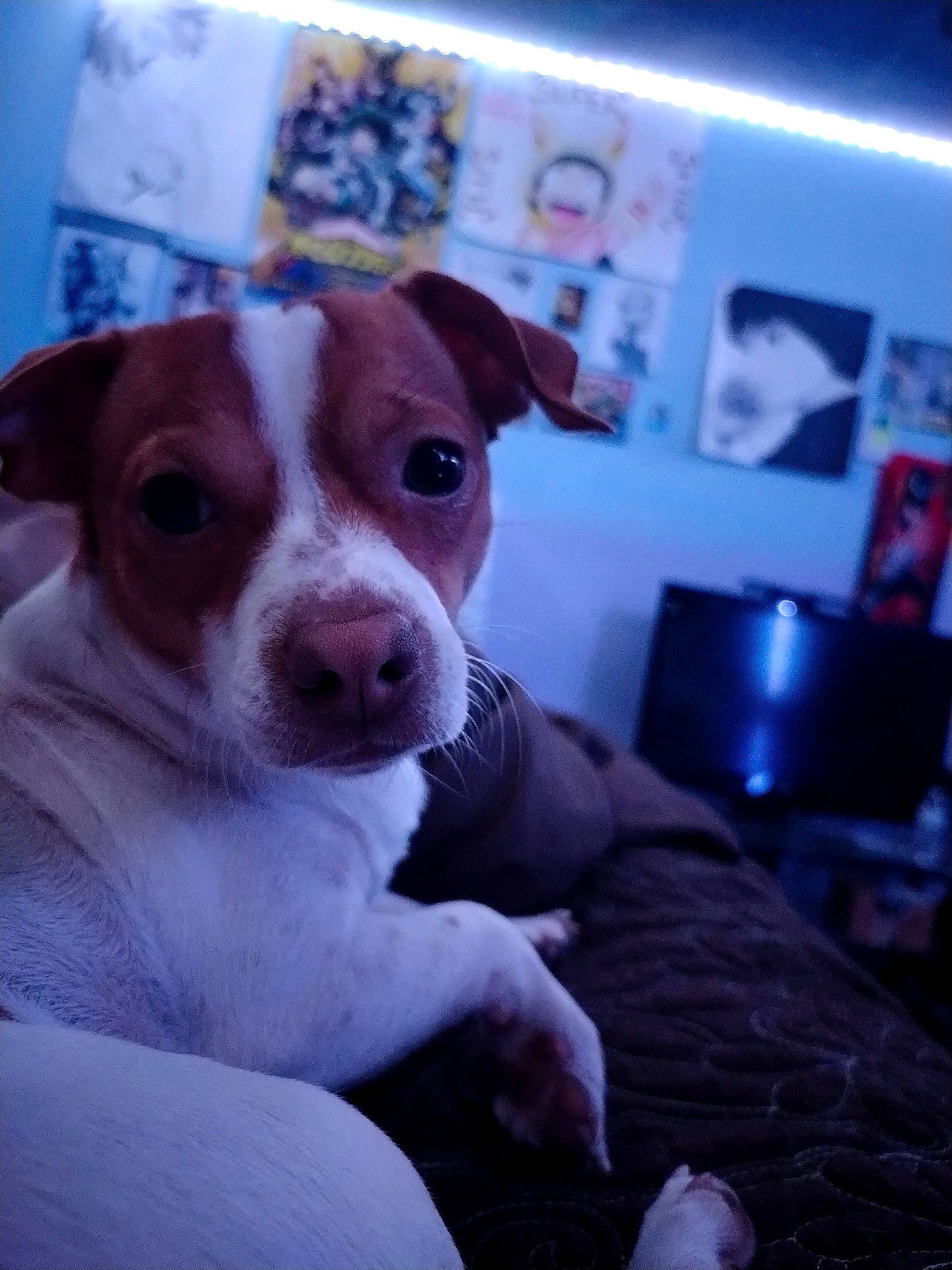 Marshmallow is registered to the contest to win money with this photo: carnivore, comfort, companion_dog, dog, dog_breed, event, fawn, irishjacks, snout, whiskers, working_animal