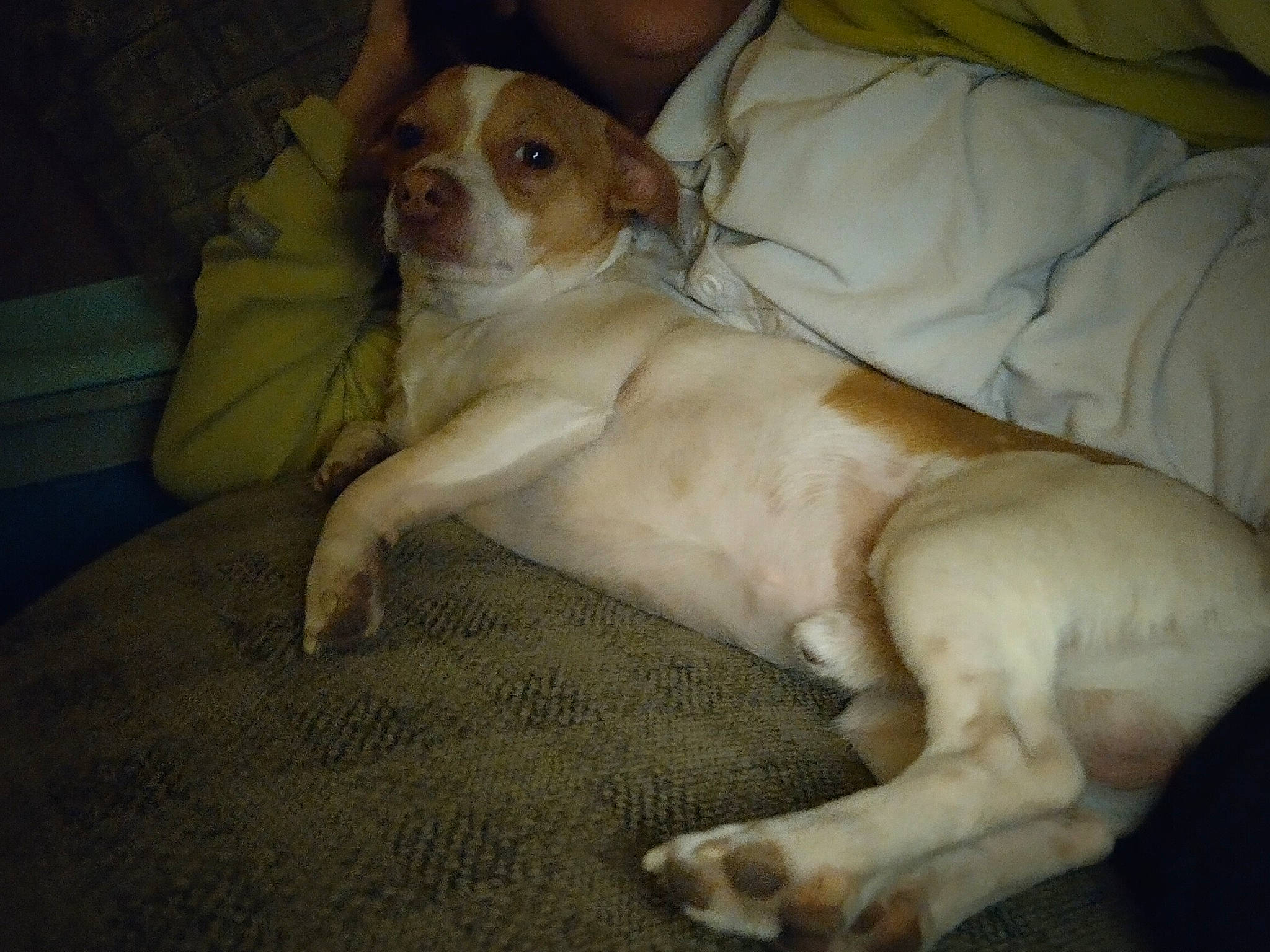 Marshmallow is registered to the contest to win money with this photo: carnivore, comfort, companion_dog, dog, dog_breed, ear, fawn, fur, gun_dog, linens, liver, non_sporting_group, paw, sporting_group, tail, whiskers, working_animal