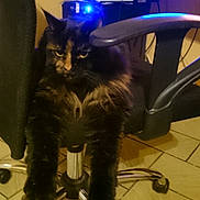 Lulu participe au concours pour gagner de l'argent avec cette photo : cat, tortoiseshell, office_chair, furniture, indoor, pet, animal, fur, legs, clutter, desk, technology, screen, tile_floor, relaxed, domestic, home, black, orange, long_hair