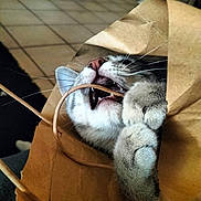 Junior participe au concours pour gagner de l'argent avec cette photo : animal, bite, cat, closeup, cozy, cute, domestic_cat, fluffy_paws, funny, fur, handle, indoor, mischievous, paper_bag, paws, pet, playful, teeth, tile_floor, whiskers