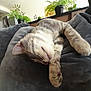 Junior a rejoint le concours — aidez-le/la à gagner de superbes lots ! cat, closeup, comfort, cozy, cushion, domestic_animal, feline, fur, gray, home, indoor, nap, paw, pet, plant, relaxed, resting, sleeping, soft, whiskers