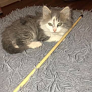 Fiesta is registered to the contest to win money with this photo: cat, kitten, gray_fur, white_fur, fluffy, pet, animal, lying_down, toy_wand, rug, shaggy_rug, indoors, home, living_room, wooden_floor, couch, portrait, looking_at_camera, cozy, playful