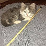 cat, kitten, gray_fur, white_fur, fluffy, pet, animal, lying_down, toy_wand, rug, shaggy_rug, indoors, home, living_room, wooden_floor, couch, portrait, looking_at_camera, cozy, playful