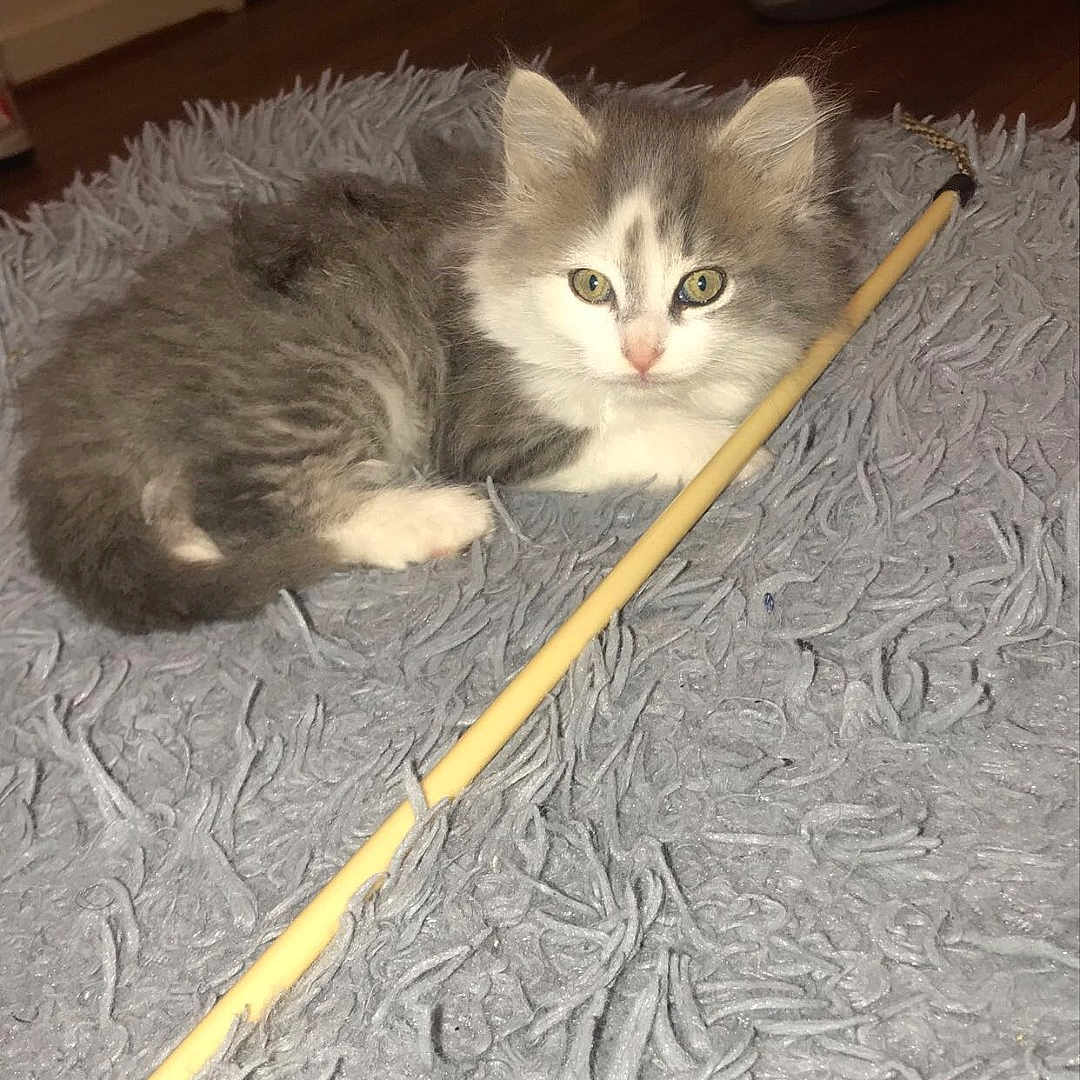 Fiesta is registered to the contest to win money with this photo: cat, kitten, gray_fur, white_fur, fluffy, pet, animal, lying_down, toy_wand, rug, shaggy_rug, indoors, home, living_room, wooden_floor, couch, portrait, looking_at_camera, cozy, playful