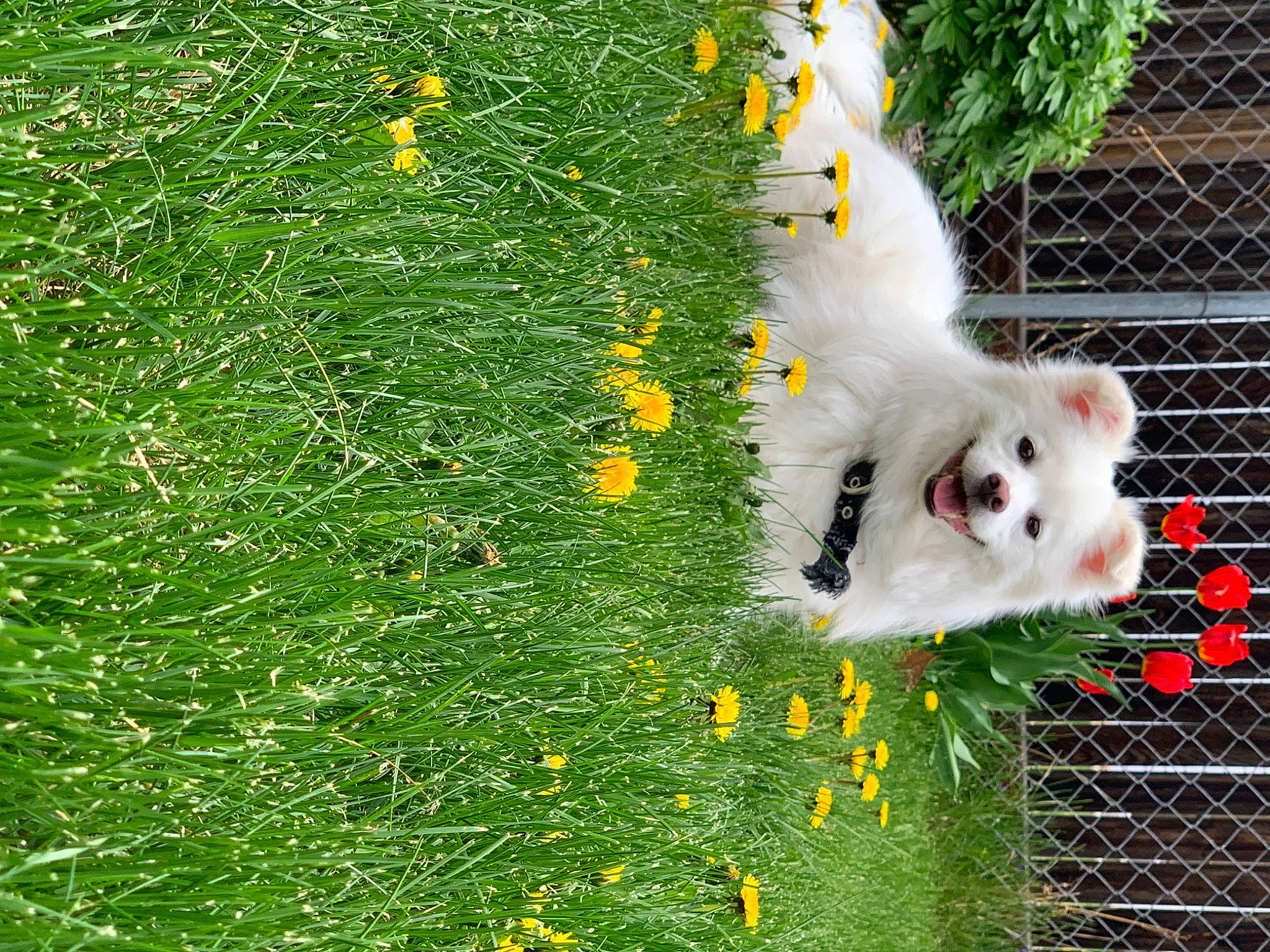 Baymax joined the competition — help win amazing prizes! beak, canidae, carnivore, companion_dog, dog, dog_breed, felidae, fence, flower, grass, japanese_spitz, mesh, plant, samoyed, small_to_medium_sized_cats, spitz, sporting_group, tail, tree, whiskers