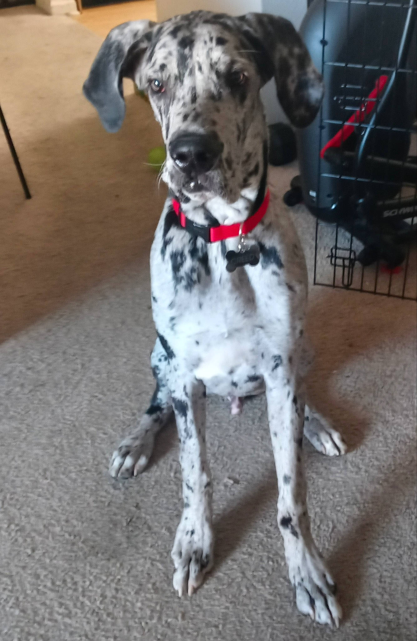 Creed is registered to the contest to win money with this photo: carnivore, chair, collar, companion_dog, dog, dog_breed, dog_collar, great_dane, non_sporting_group, snout, sporting_group, working_animal, working_dog