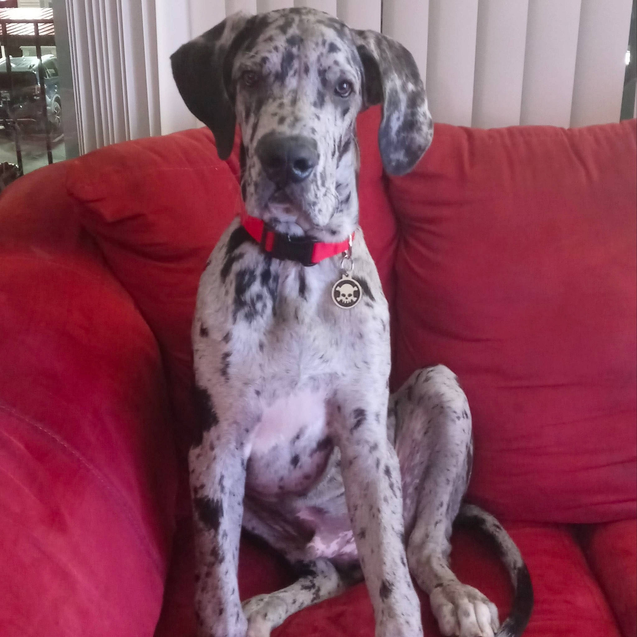 Creed joined the competition — help win amazing prizes! canidae, carnivore, comfort, companion_dog, couch, dog, dog_breed, dog_supply, fawn, great_dane, non_sporting_group, paw, puppy, sleeper_chair, snout, sporting_group, studio_couch, terrestrial_animal, working_animal, working_dog