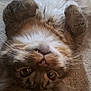 Vince is registered to the contest to win money with this photo: animal, carpet, cat, closeup, cute, domestic_cat, ears, eyes, feline, fur, indoor, nose, paws, pet, playful, relaxed, sleepy, tabby, upside_down, whiskers
