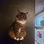 Vince joined the competition — help win amazing prizes! brown_fur, cabinet, calm, cat, cozy, domestic_animal, feline, fluffy, indoor, kitchen, oven, pet, portrait, scratching_post, sitting, tabby, textured_wall, towel, white_paws, wooden_floor