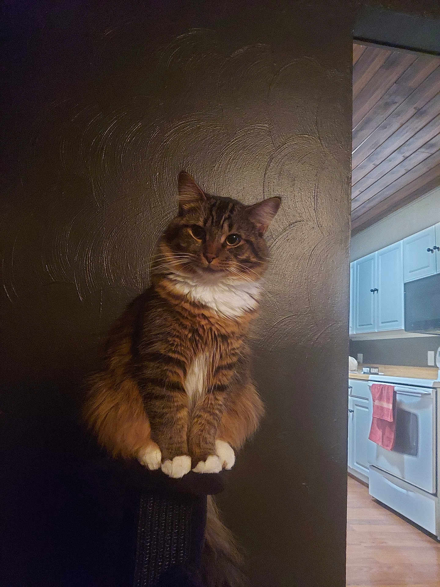 Vince joined the competition — help win amazing prizes! brown_fur, cabinet, calm, cat, cozy, domestic_animal, feline, fluffy, indoor, kitchen, oven, pet, portrait, scratching_post, sitting, tabby, textured_wall, towel, white_paws, wooden_floor