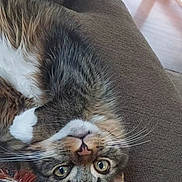 Vince joined the competition — help win amazing prizes! animal, brown, cat, couch, cozy, curious, cute, eyes, fur, furniture, home, indoor, pet, relaxed, resting, soft, striped, tabby, upside_down, whiskers