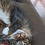 animal, brown, cat, couch, cozy, curious, cute, eyes, fur, furniture, home, indoor, pet, relaxed, resting, soft, striped, tabby, upside_down, whiskers