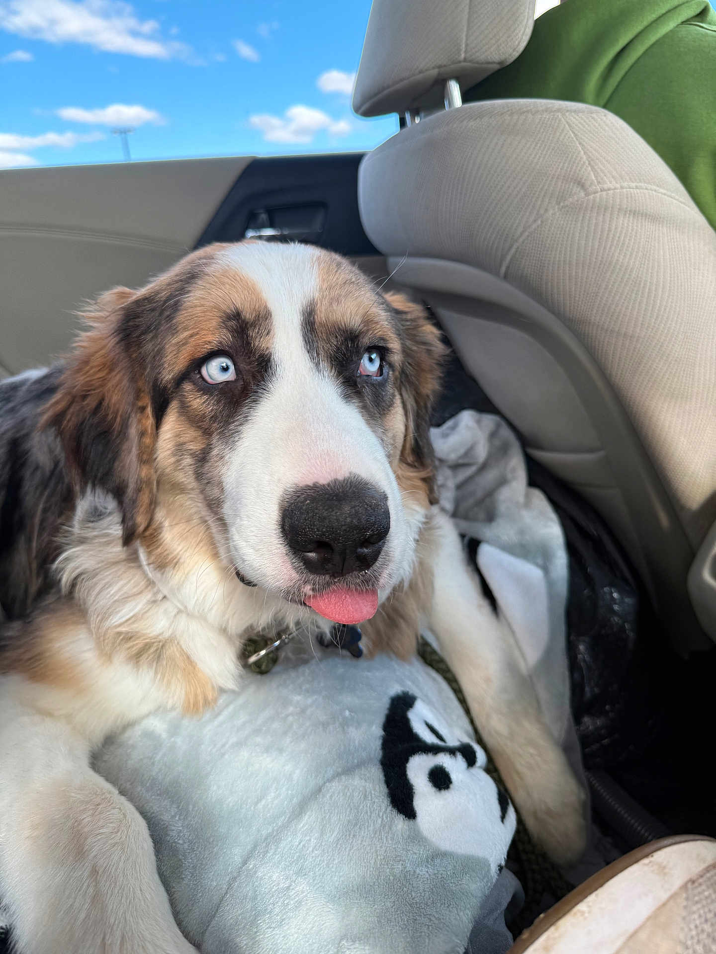 Boone joined the competition — help win amazing prizes! dog, blue_eyes, tongue_out, car_interior, plush_pillow, fluffy, pet, animal, close_up, window, seat, sky, clouds, collar, fur, relaxed, cute, mammal, indoor, resting