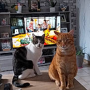 Saphir Et Ulysse a rejoint le concours — aidez-le/la à gagner de superbes lots ! animal, black_and_white_cat, brick_wall, cat, coffee_table, decor, floor_tile, furniture, houseplant, indoor, living_room, looking_at_camera, pet, picture_frame, plant, remote_control, sitting, tabby_cat, table, television