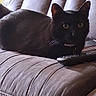 black_cat, cat, pet, indoor, couch, remote_control, furniture, striped_couch, relaxed, animal, whiskers, ears, fur, eyes, domestic_cat, home, resting, closeup, mammal, companion