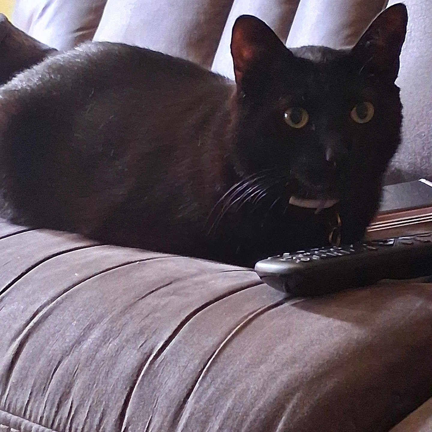 Felix joined the competition — help win amazing prizes! black_cat, cat, pet, indoor, couch, remote_control, furniture, striped_couch, relaxed, animal, whiskers, ears, fur, eyes, domestic_cat, home, resting, closeup, mammal, companion