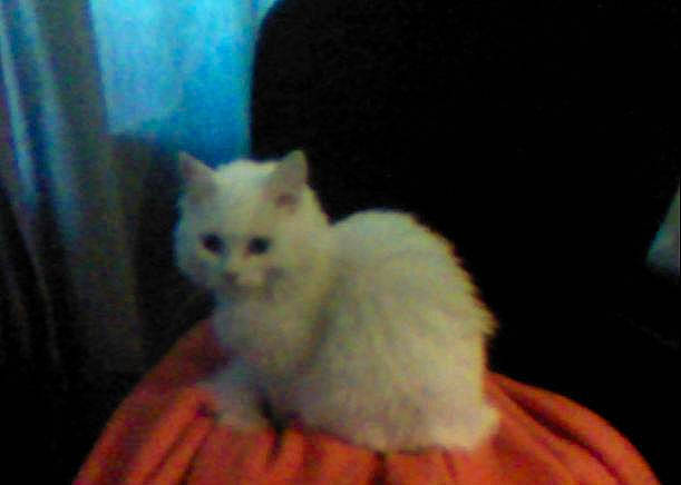 Poussinette participe au concours pour gagner de l'argent avec cette photo : carnivoran, cat, cat_like_mammal, domestic_long_haired_cat, domestic_short_haired_cat, eye, himalayan, kitten, persian, person, ragdoll, small_to_medium_sized_cats, turkish_angora, turkish_van, whiskers