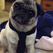 Winter is registered to the contest to win money with this photo: accessories, animal, canine, dog, formalwear, pet, pug, puppy, tie