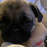 Joyce is registered to the contest to win money with this photo: puppy, dog, pug, close_up, pet, cute, animal, face, fur, blanket, indoor, resting, small_dog, young, eyes, nose, paw, adorable, canine, soft