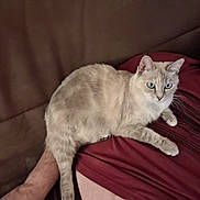 Minette a rejoint le concours — aidez-le/la à gagner de superbes lots ! cat, blue_eyes, cream_fur, striped_fur, pet, animal, feline, lounging, lying_down, couch, person, human, red_shirt, indoor, portrait, closeup, relaxed, whiskers, ears, home