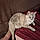 Minette