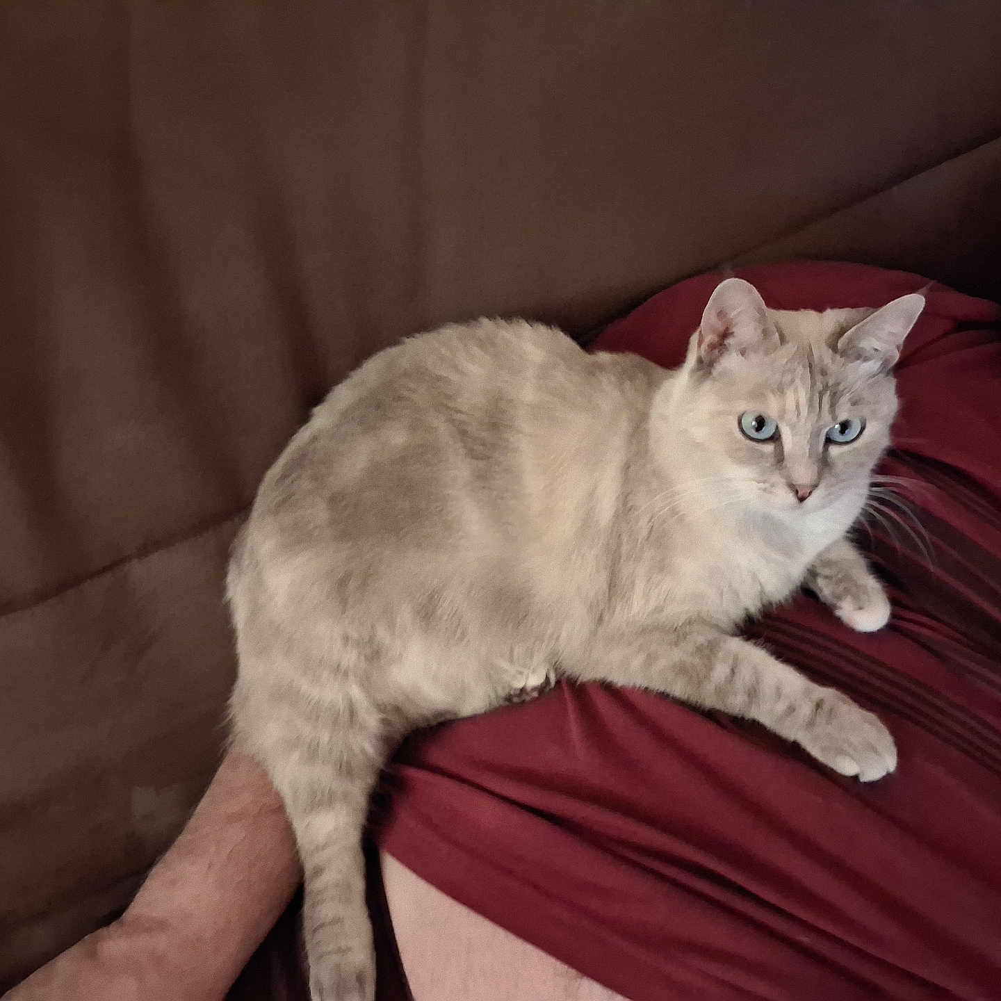 Minette