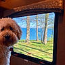 Shelby joined the competition — help win amazing prizes! brown, calm, cozy, curious, daylight, dog, fluffy, fur, grass, inside, lake, landscape, nature, outdoor_view, pet, scenic, travel, trees, vehicle, window