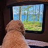 Shelby is registered to the contest to win money with this photo: animal, back_view, bed, blanket, blue_sky, cozy, curly_fur, daytime, dog, greenery, indoor, lake, nature, pet, quiet, relaxation, resting, scenic_view, tree, window