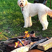 Shelby joined the competition — help win amazing prizes! dog, white_dog, grass, fire, campfire, wood, outdoor, nature, pet, animal, chair, daylight, summer, firewood, park, leash, playful, fluffy, canine, relaxation