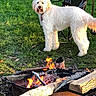 dog, white_dog, grass, fire, campfire, wood, outdoor, nature, pet, animal, chair, daylight, summer, firewood, park, leash, playful, fluffy, canine, relaxation
