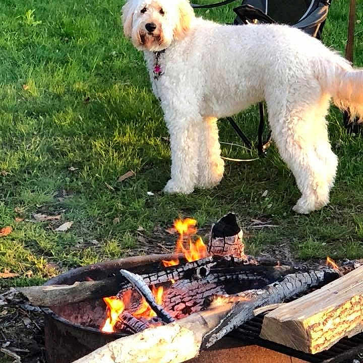 Shelby joined the competition — help win amazing prizes! dog, white_dog, grass, fire, campfire, wood, outdoor, nature, pet, animal, chair, daylight, summer, firewood, park, leash, playful, fluffy, canine, relaxation