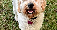 Shelby joined the competition — help win amazing prizes! animal, background, canine, collar, curly_fur, dog, eyes, fur, grass, greenery, happy, muzzle, nature, nose, outdoor, pet, portrait, smiling, standing, tag