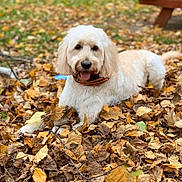 Shelby joined the competition — help win amazing prizes! animal, autumn, bench, canine, dog, fall, fur, grass, happy, leaf_pile, leaves, nature, outdoor, park, pet, playful, portrait, relaxing, seasonal, tongue_out