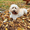 animal, autumn, bench, canine, dog, fall, fur, grass, happy, leaf_pile, leaves, nature, outdoor, park, pet, playful, portrait, relaxing, seasonal, tongue_out